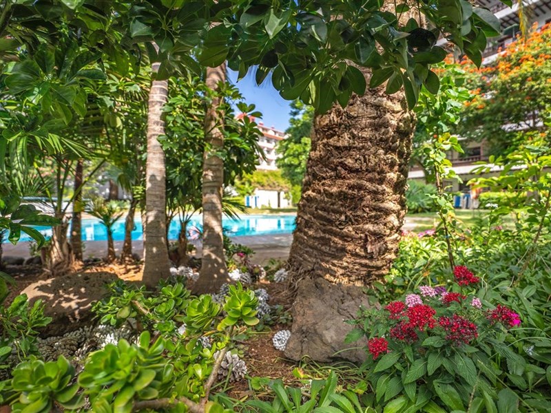 CORAL TEIDE MAR - fotografie