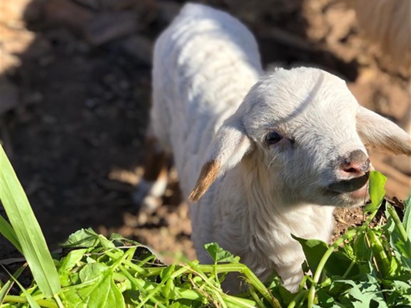 JARDÍN TECINA - fotografie